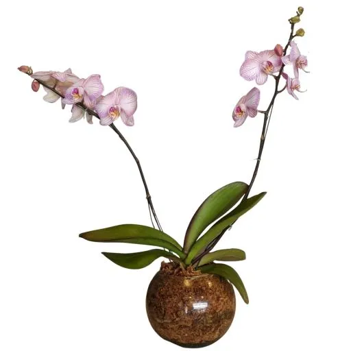 Orquidea blanca IV